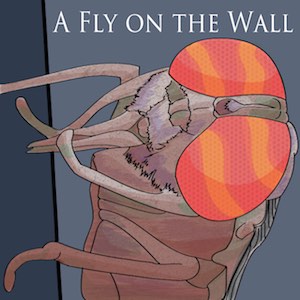 A Fly On The Wall, or An Appositional Eye by Nigel Jayne